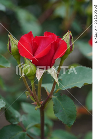 薔薇(ヘルムットコールローズ)さかき千曲川バラ公園 薔薇(ヘルムットコールローズ)さかき千曲川バラ公園 55150503