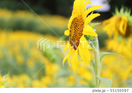 ヒマワリと蜜蜂(兵庫県 淡路市 野島轟木) ヒマワリと蜜蜂(兵庫県 淡路市 野島轟木) 55150597