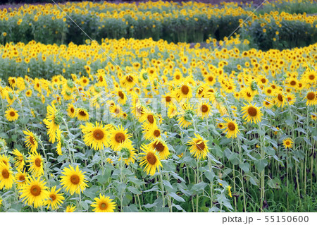 野島轟木のヒマワリ畑（兵庫県 淡路市 野島轟木） 55150600