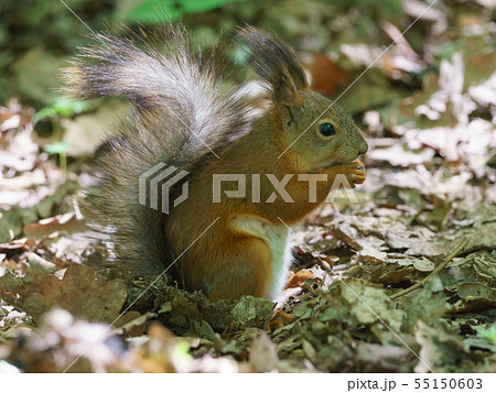 Cheerful little squirrel in city park 55150603