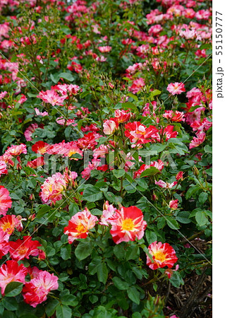 薔薇(フォースオブシュライ)さかき千曲川バラ公園 薔薇(フォースオブシュライ)さかき千曲川バラ公園 55150777