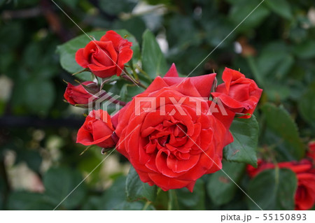 薔薇（テラコッタ）さかき千曲川バラ公園 55150893