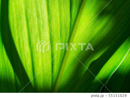 Green leaf with shadow blurred Green leaf with shadow blurred 55151029