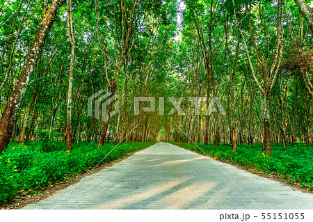 Para rubber tree, latex rubber plantation and tree 55151055