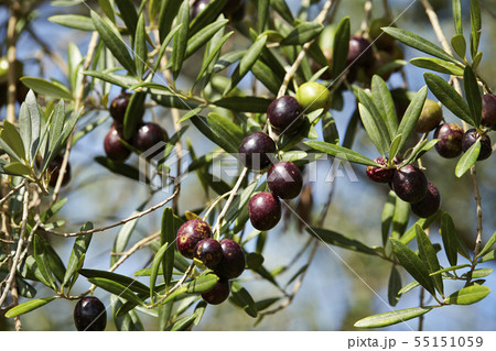 オリーブの木になった沢山のオリーブの実 55151059