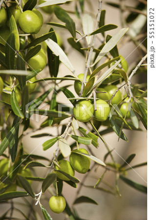 オリーブの木になった沢山のオリーブの実の写真素材