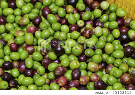 収穫された沢山のオリーブの実 55152119