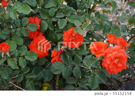 薔薇 チンチン さかき千曲川バラ公園の写真素材