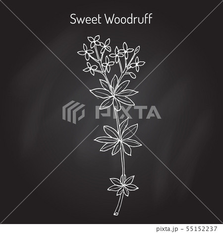 Sweet woodruff Galium odoratum , medicinal plant 55152237