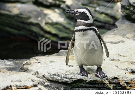 African penguin on stones 55152398