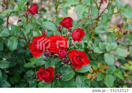 薔薇（ラバグルート）さかき千曲川バラ公園 55152517