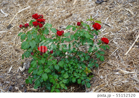 薔薇（ラバグルート）さかき千曲川バラ公園 55152520