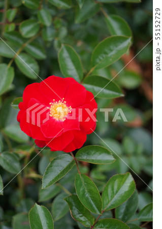 薔薇（マイナーフェアー）さかき千曲川バラ公園 55152729