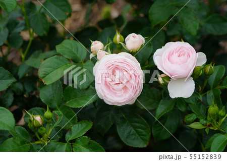 薔薇 ハンスゲーネバイン さかき千曲川バラ公園の写真素材