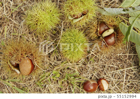 栗拾い　秋イメージ 55152994
