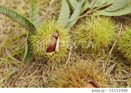 栗拾い　秋イメージ 55152996