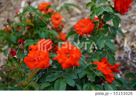 薔薇（ワイルドプラム）さかき千曲川バラ公園 55153026