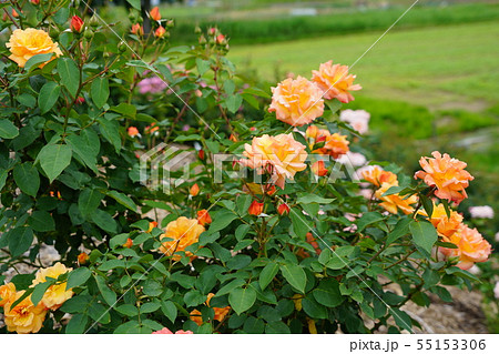 薔薇（アンネのバラ）さかき千曲川バラ公園 55153306