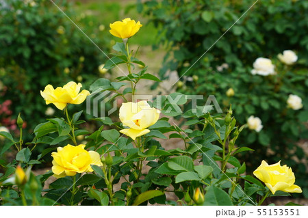 薔薇(イエローシンプリシティ)さかき千曲川バラ公園 薔薇(イエローシンプリシティ)さかき千曲川バラ公園 55153551