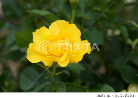 薔薇（イエローシンプリシティ）さかき千曲川バラ公園 55153553