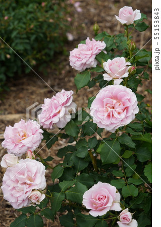 薔薇（ピンクフレンチレース）さかき千曲川バラ公園の写真素材 