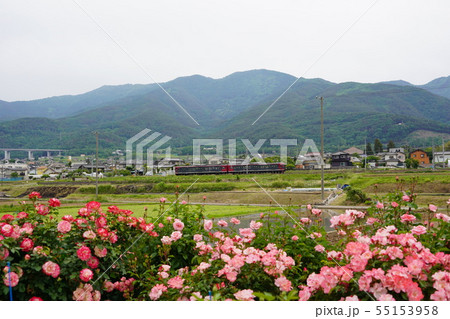 薔薇（クイーンエリザベス）さかき千曲川バラ公園と電車 55153958