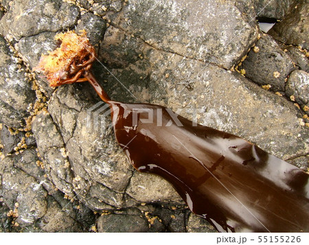 【北海道利尻・礼文島】こんぶ干しの風景　天日干し 55155226