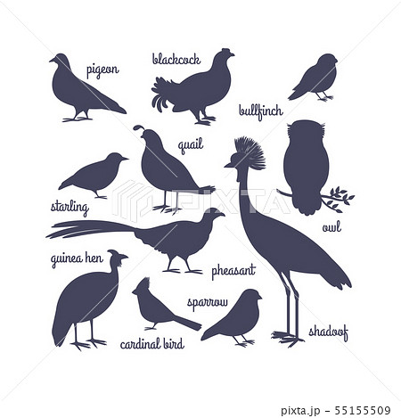 Vector bird silhouettes isolated on white 55155509