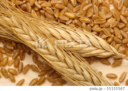 Wheat ears with wheat grains on wooden Wheat ears with wheat grains on wooden 55155567