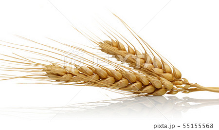 Yellow wheat ears isolated on white Yellow wheat ears isolated on white 55155568