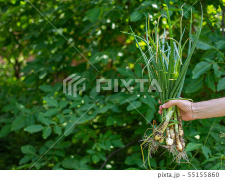 Man holds fresh onion in his hand Man holds fresh onion in his hand 55155860
