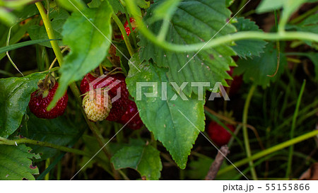 Ripe red organic strawberries 55155866