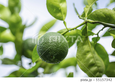 カボス カボス 55157342