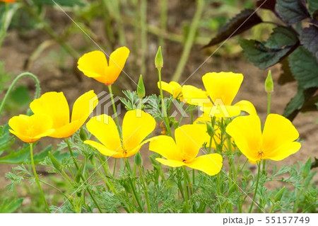 満開のカリフォルニアポピー ハナビシソウ の写真素材