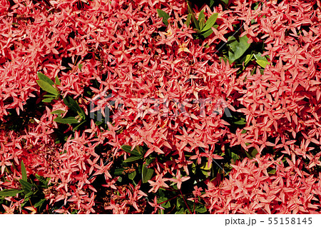 コバノサンダンカ 55158145