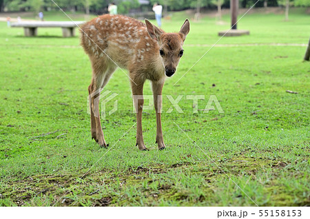 奈良公園の鹿 奈良公園の鹿 55158153
