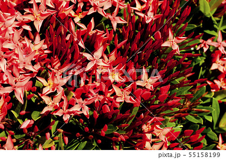 コバノサンダンカ 55158199