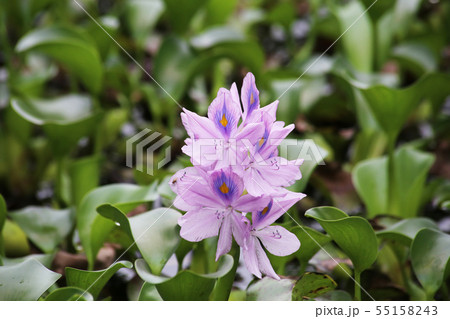 ホテイアオイの花 55158243