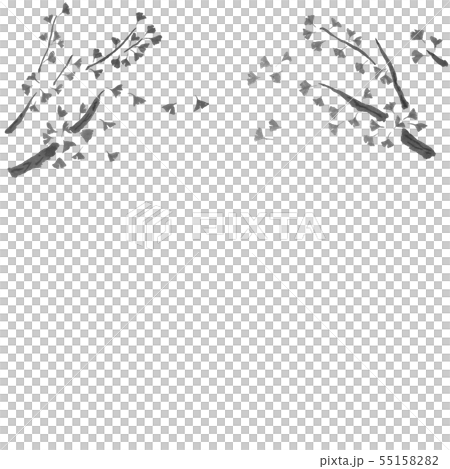 いちょうの木の枝(墨の手描きイラスト) いちょうの木の枝(墨の手描きイラスト) 55158282