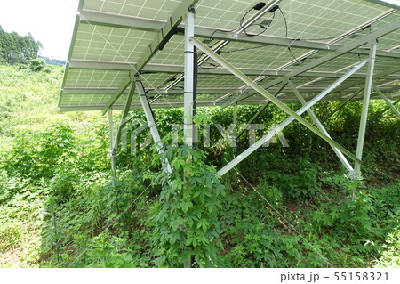 雑草に囲まれた太陽光発電所 55158321