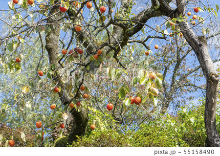 妻籠宿の柿 55158490