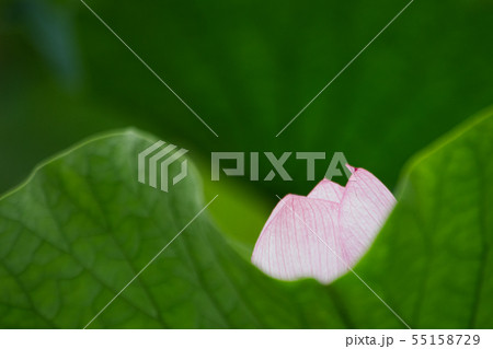 古代蓮 蓮の花 蓮子 蓮 水蓮 池 ピンク 群生 古代蓮 蓮の花 蓮子 蓮 水蓮 池 ピンク 群生 55158729