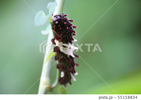 ジャコウアゲハの幼虫 ジャコウアゲハの幼虫 55158834