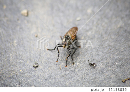 サキグロムシヒキ 55158836