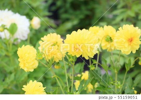 ダリアの花 ダリアの花 55159051