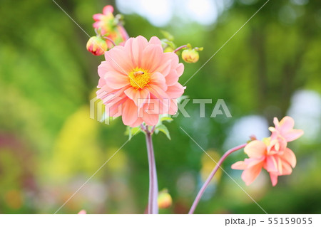 ダリアの花 55159055