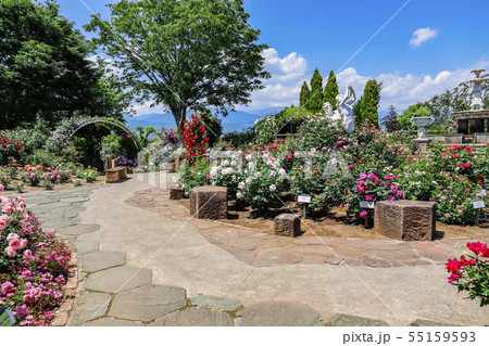 【山梨県】春のハーブ庭園旅日記・勝沼庭園のバラ園 55159593