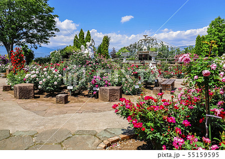 山梨県 春のハーブ庭園旅日記 勝沼庭園のバラ園の写真素材