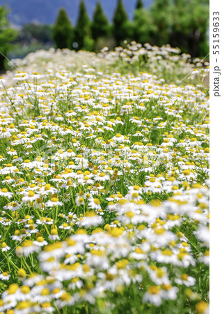 カモミールの花壇 55159633