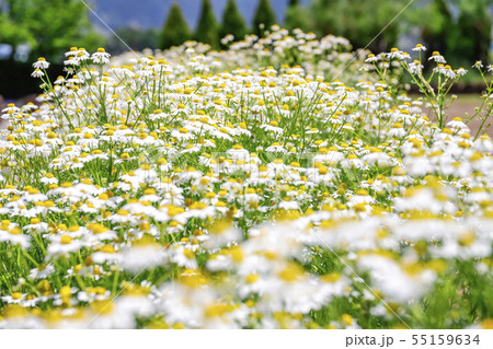 カモミールの花壇 55159634